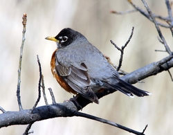 American Robin