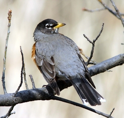 American Robin