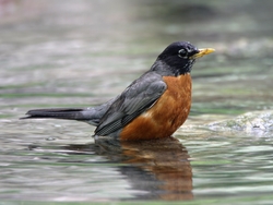 American Robin