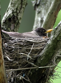 American Robin