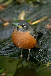American Robin