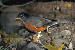 American Robin