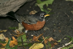 American Robin