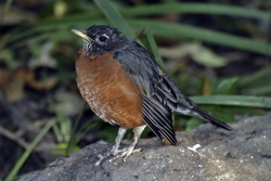 American Robin