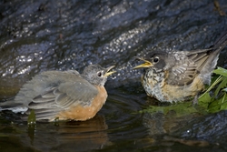 American Robin