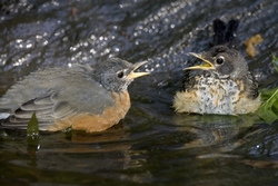 American Robin