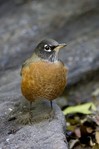 American Robin