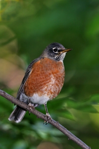 American Robin