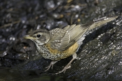 American Robin