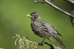 American Robin