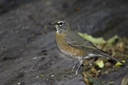 American Robin