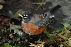 American Robin