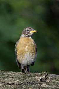 American Robin