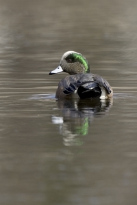American Wigeon