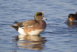 American Wigeon