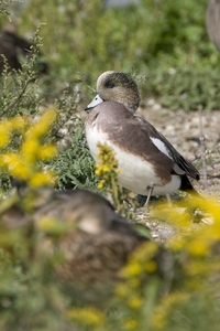 American Wigeon