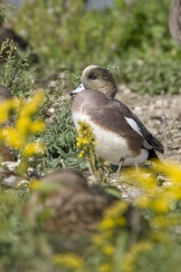 American Wigeon