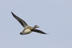 American Wigeon