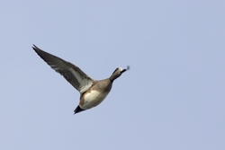 American Wigeon