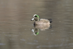 American Wigeon