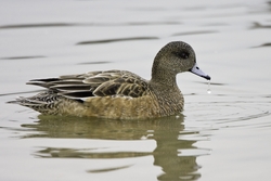 American Wigeon