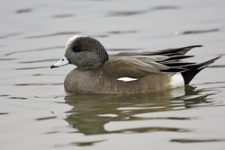 American Wigeon