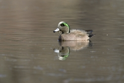American Wigeon