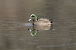 American Wigeon