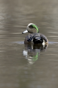 American Wigeon