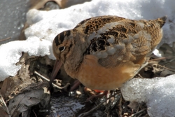American Woodcock