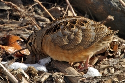 American Woodcock