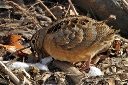 American Woodcock