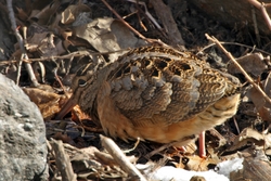 American Woodcock