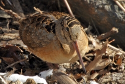 American Woodcock