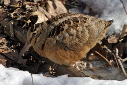 American Woodcock