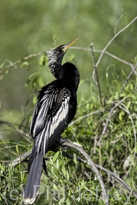 Anhinga