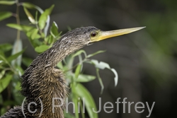 Anhinga