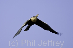 Anhinga