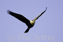 Anhinga