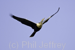 Anhinga