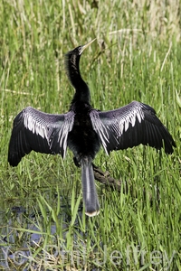 Anhinga