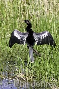 Anhinga