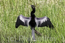 Anhinga