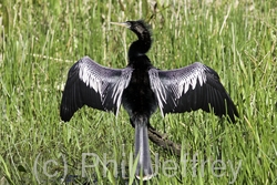 Anhinga