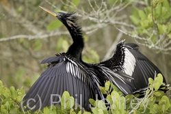 Anhinga