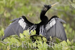 Anhinga