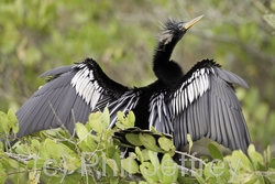 Anhinga