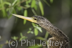 Anhinga