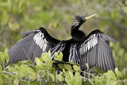 Anhinga