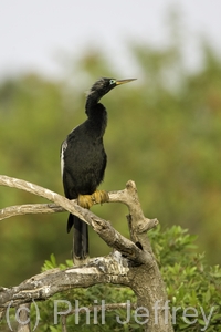 Anhinga